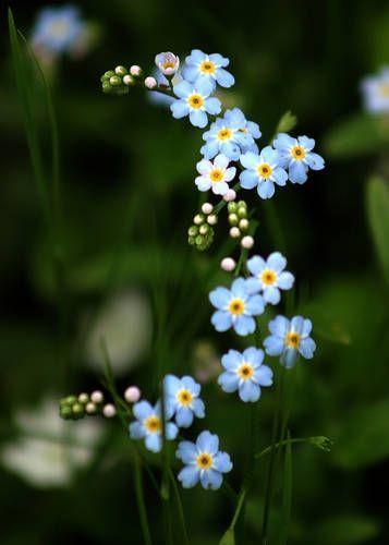 Morning Dew Whispers: Petals & Freshness