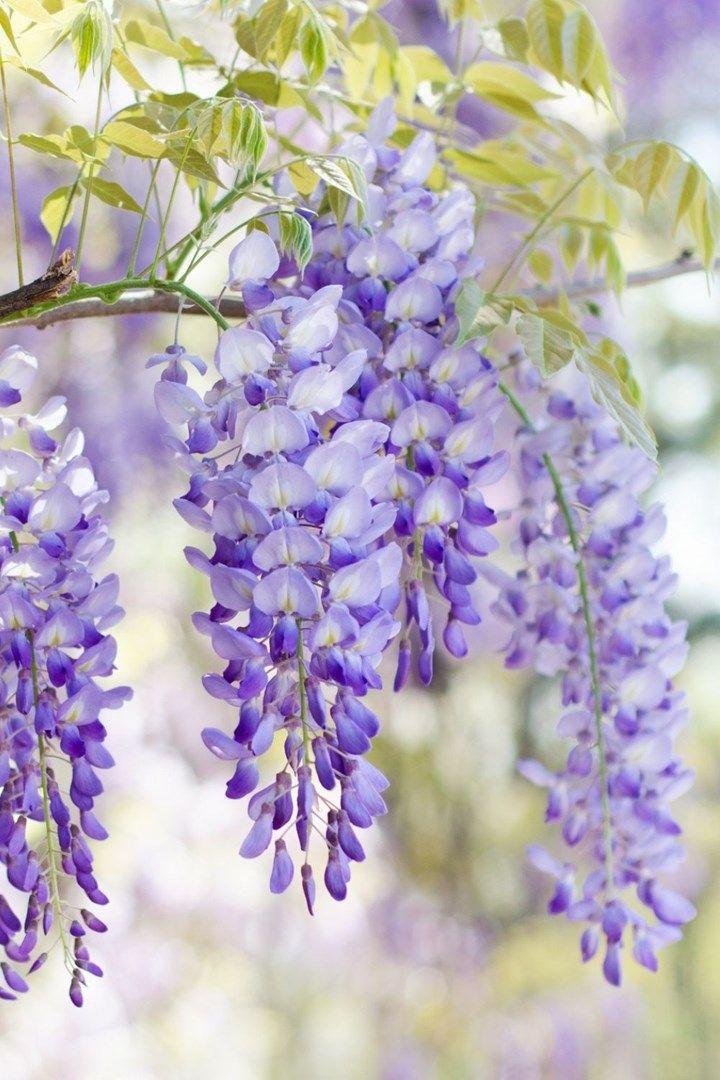 Celestial Bloom Harmony: Stars Amidst Petals
